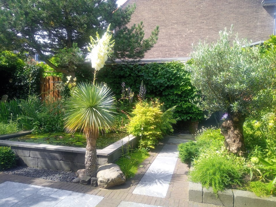 Tuin met borders vol planten, een yucca in bloei, een oude olijfboom en een pad van natuursteen